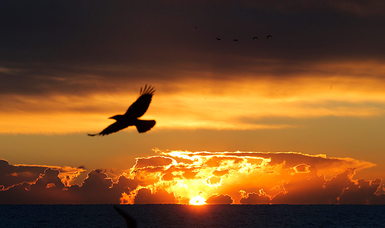 Cannes, France: A bird flies as the sun rises over the bay